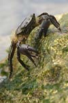 Marbled Rock Crab   05.Pachygrapsus marmoratus